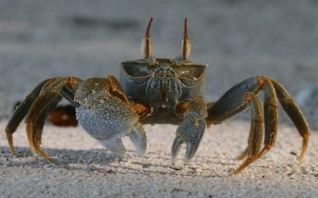 sand crab - crab, water, sand, beach