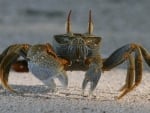 sand crab