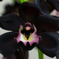 Black orchid