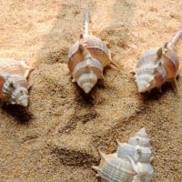 Sea Shells And Beach Sand