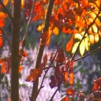 Rowan in autumn