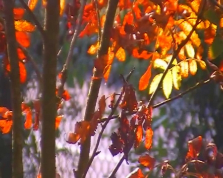 Rowan in autumn - pink rowan in autumn, pink in autumn, rowan in autumn, rowan autumn