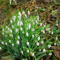 Pink snowdrop