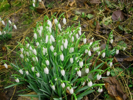 Pink snowdrop - Pink snowdrop, very nice snowdrop, beauty snowdrop, snowdrop and spring