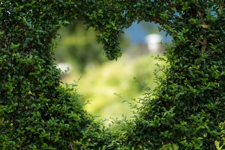 Heart - nature, green, love, heart