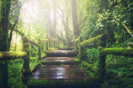 Boardwalk - boardwalk, forest, nature, green