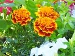 Marigolds