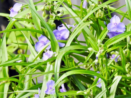 A Garden Of Purple Flowers