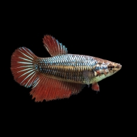 Betta Fish(Female)