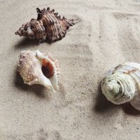 Sea Shells On The Sand