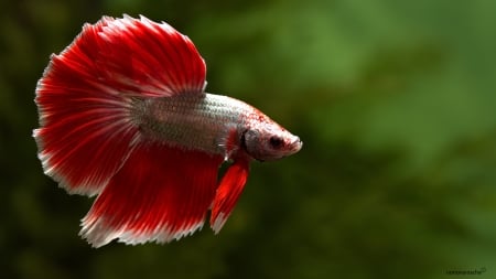 Betta Fish