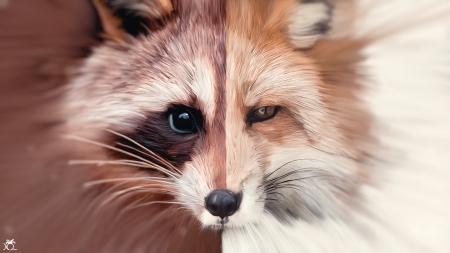 Raccoon /Fox - vulpe, brown, fox, portrait, raccoon, white, animal, raton, art