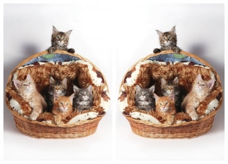 Kittens - basket, kitten, collage, cute, pisici, cat