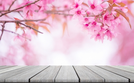 Happy Spring! - wood, cherry blossom, sakura, pink, card, flower