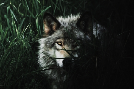 Wolf - wolf, painting, art, lup, pictura, grass