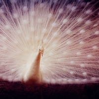 White peacock