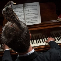 Pianist with Starling