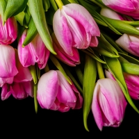 Pink Tulips