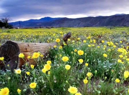 When the field blooms - flowers, nature, yellow, When the field blooms, field