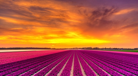 Hyacinth sunrise - fiery, beautiful, field, flowers, netherland, sunrise, hyacinth