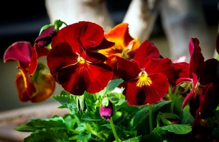 Red pansies - pretty, red, beautiful, flowers, garden, spring, pansies