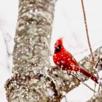 Cardinal Snow