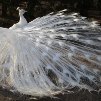 White peacock