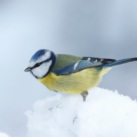 Great Tit