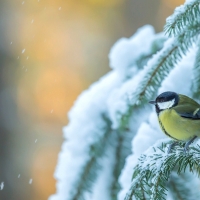 Great Tit