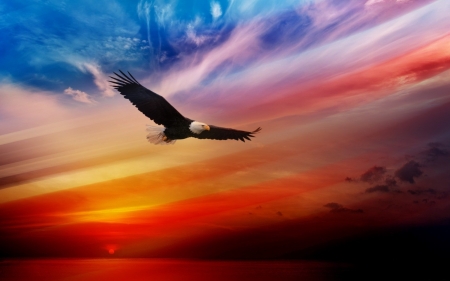 Eagle in the SKy - eagle, rainbow, bald, high, colored, flying, sky