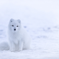 Cute Snow Fox