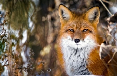 Fox - vulpe, white, animal, nature, fox, iarna, orange