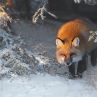 Fox