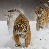 Siberian tigers