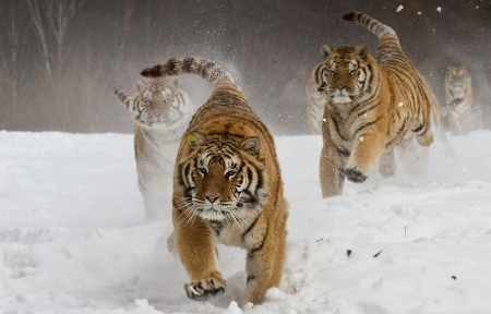 Siberian tigers - winter, animal, running, snow, iarna, siberian, tigru, tiger