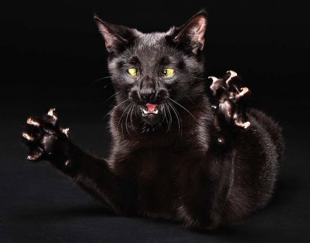 :D - black, animal, paw, funny, pisici, face, cat