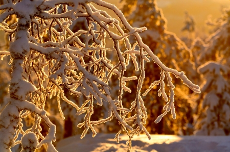 Golden light - branch, winter, sunset, iarna, snow, golden, light