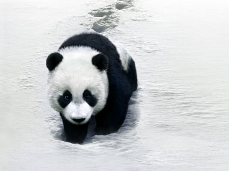 Little panda bear - white, cub, bear, iarna, snow, winter, panda, black