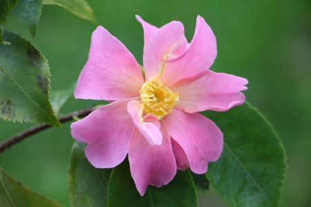 Camellia - flower, pink, green, camellia