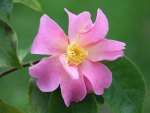 Camellia