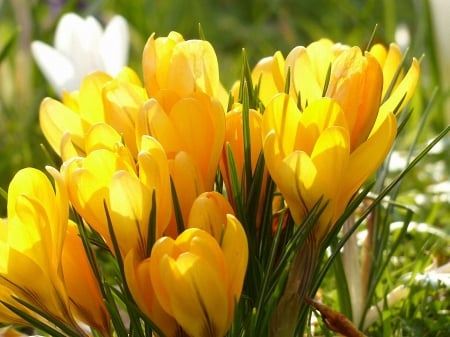 Crocuses - white, yellow, blossoms, petals, spring