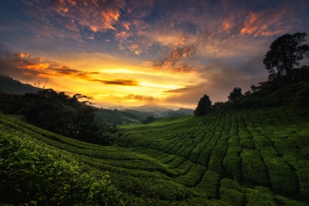 Tea Plantation at Sunset - Nature, Clouds, Fields, Sunsets