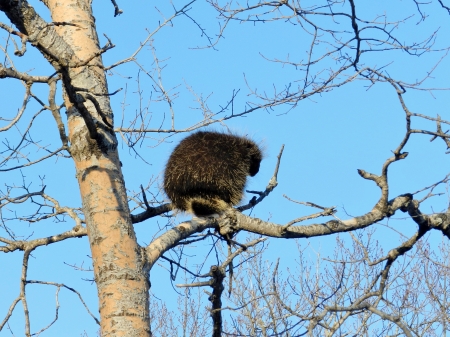 Porcupine Up A Tree - Porcupine, Tree, Animal, Photography, Sky