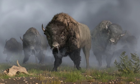 The Buffalo Vanguard - misty, prairie, Buffalo, native, browns, animals