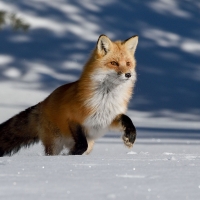 Fox