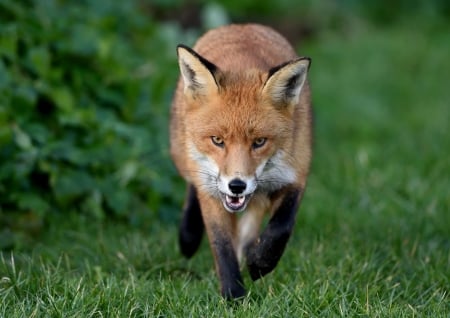 I'm comin'! - fox, orange, green, vulpe, animal, grass