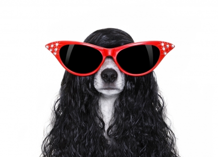 :-) - jack russell terrier, hair, sunglasses, funny, black, white, caine, giant, red, dog, brunette