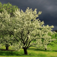 Flowering Trees