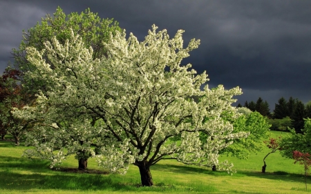 Flowering Trees