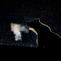 Bear cub at night